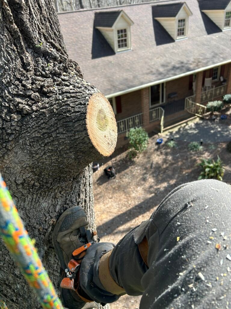 tree service union county tree removal tree trimming