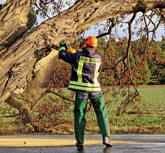 saw, fire fighters, chainsaw, trees, rotten, emergency, nature, storm damage, mission, chainsaw, chainsaw, chainsaw, chainsaw, chainsaw, storm damage, storm damage