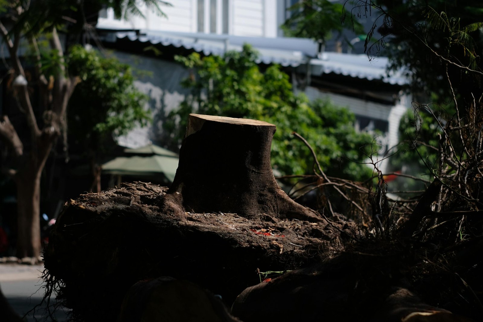 An urban scene with a large tree stump surrounded by buildings and greenery, highlighting city nature.