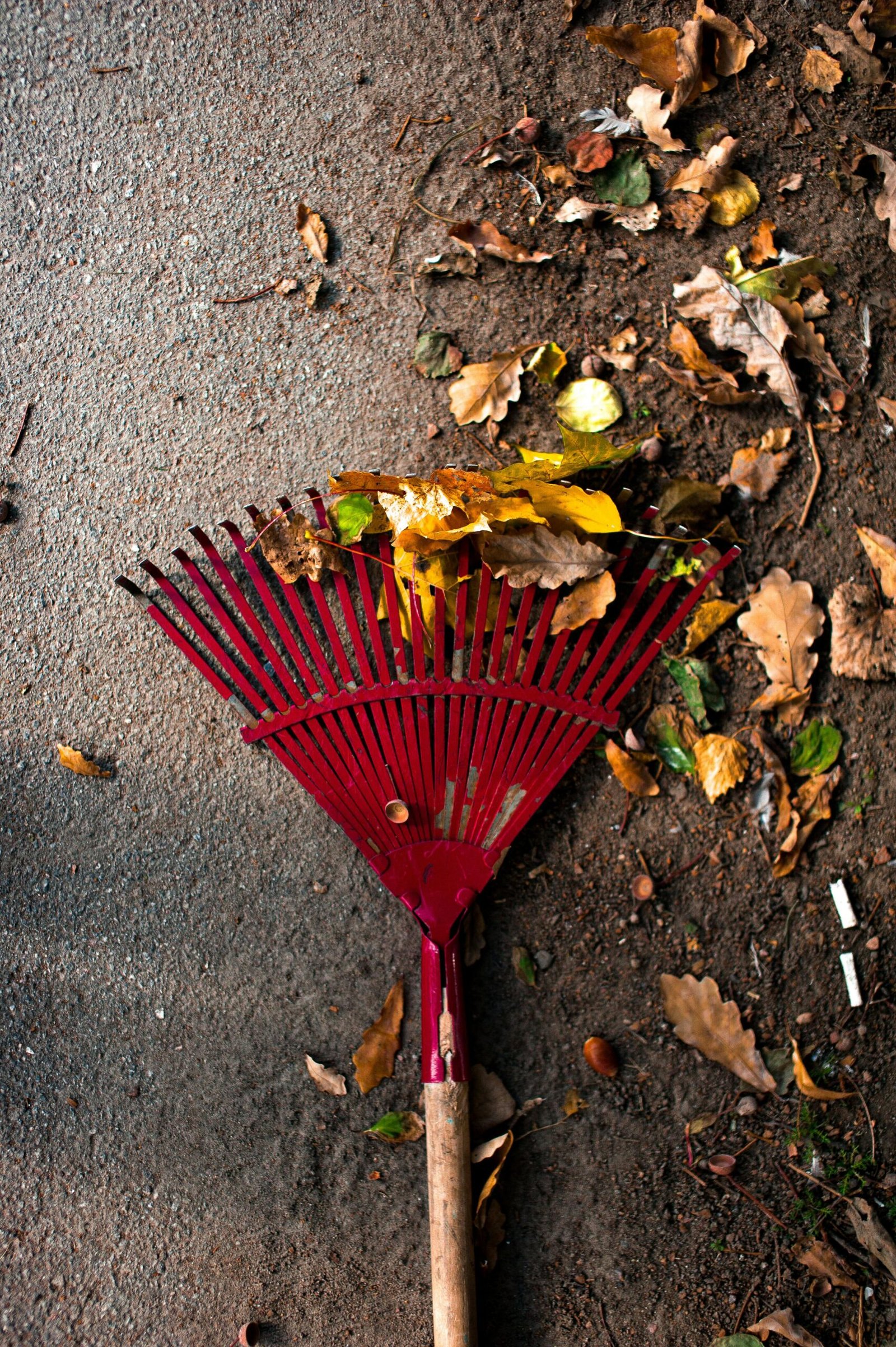 Close-up of a red rake amidst fallen autumn leaves on a pavement.