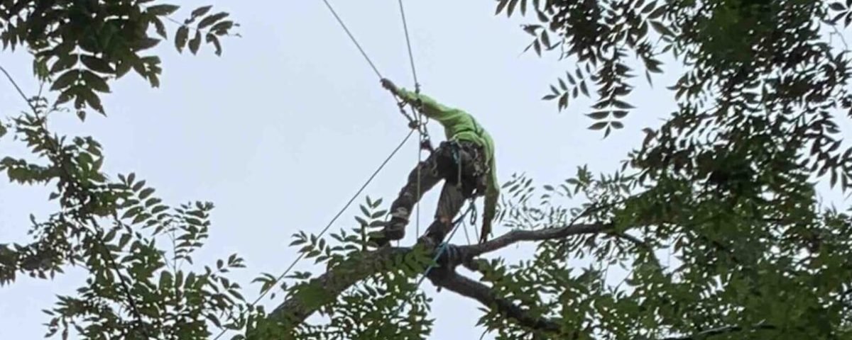 Climbing tree removal treebo